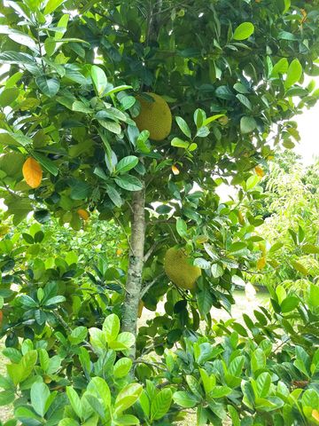 4001 Avocado Boulevard, West Palm Beach, FL 33411