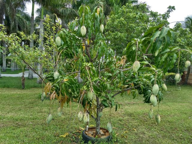 4001 Avocado Boulevard, West Palm Beach, FL 33411