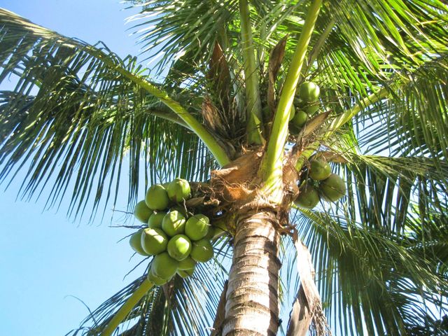 4001 Avocado Boulevard, West Palm Beach, FL 33411