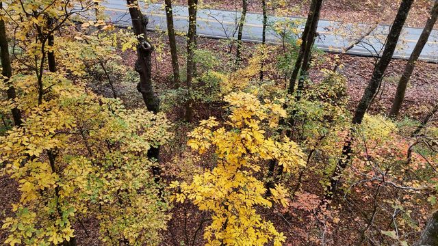 000 Lower River Road NW, Georgetown, TN 37336