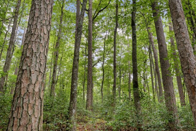 0 Coffelt Town Road, Palmer, TN 37365