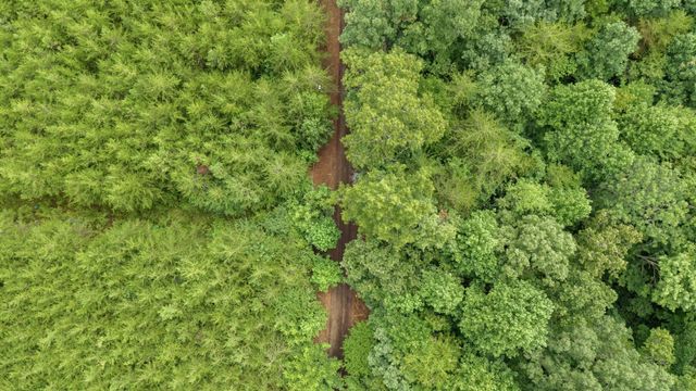 0 Coffelt Town Road, Palmer, TN 37365