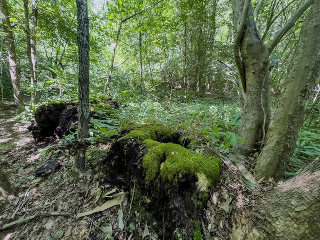 12141 Burton Hill Road, Glouster, OH 45732