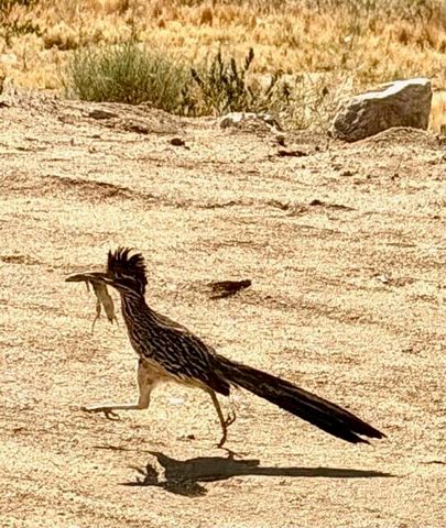 10505 Hess Boulevard, Morongo Valley, CA 92256