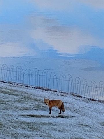 4372 Lamson Drive, Waterford Charter Township, MI 48329