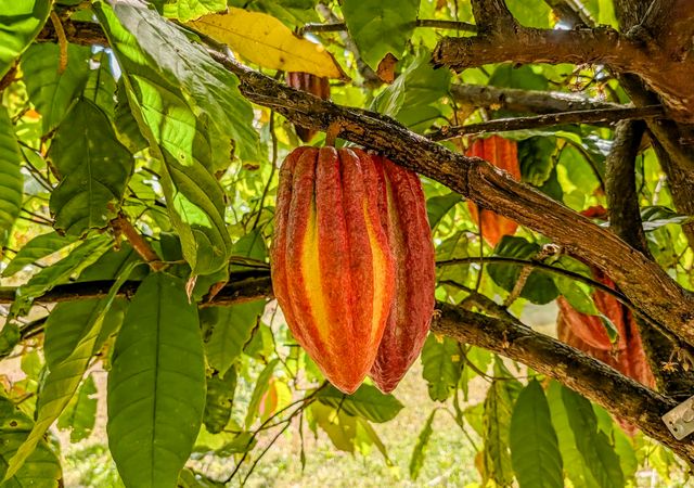 1865 Kalia Way, Haiku, HI 96708