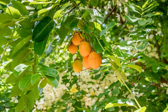 1865 Kalia Way, Haiku, HI 96708