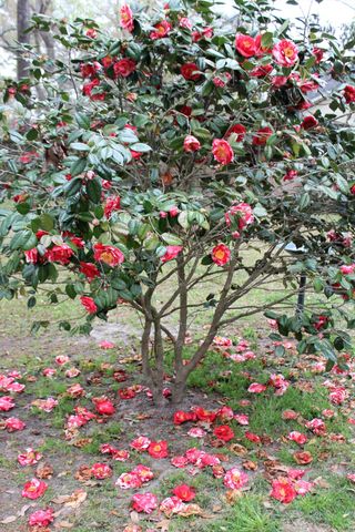 2223 Glendale Drive, Charleston, SC 29414