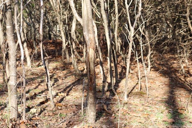 9238 Elizabeth Road, Viola, AR 72583