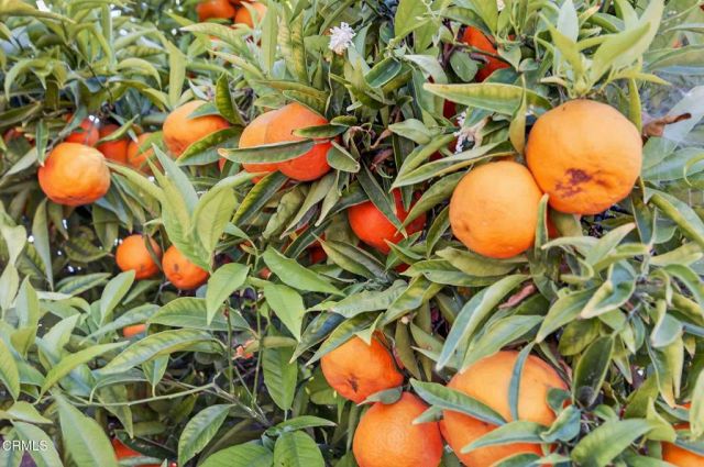 922 Olympia Avenue Avenue, Ventura, CA 93004