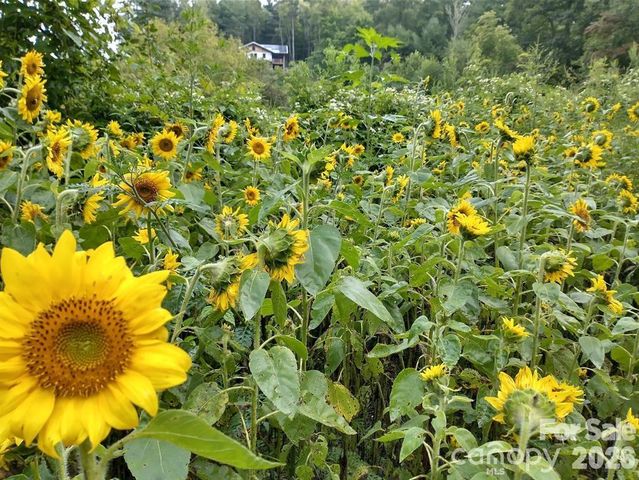 3151 Lumptown Road, Marshall, NC 28753