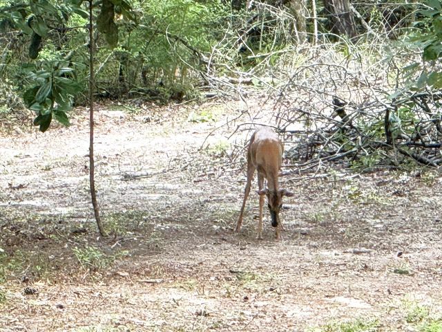 331 County Road 3240, Colmesneil, TX 75938