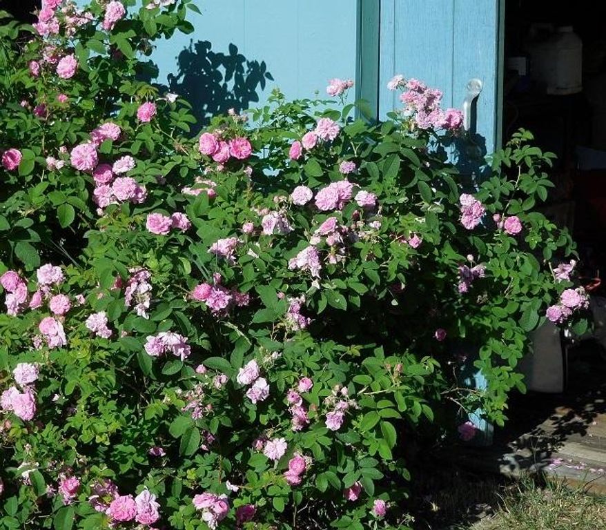 41322 Mello Cove Lane, Dayton, MT 59914 photo 58