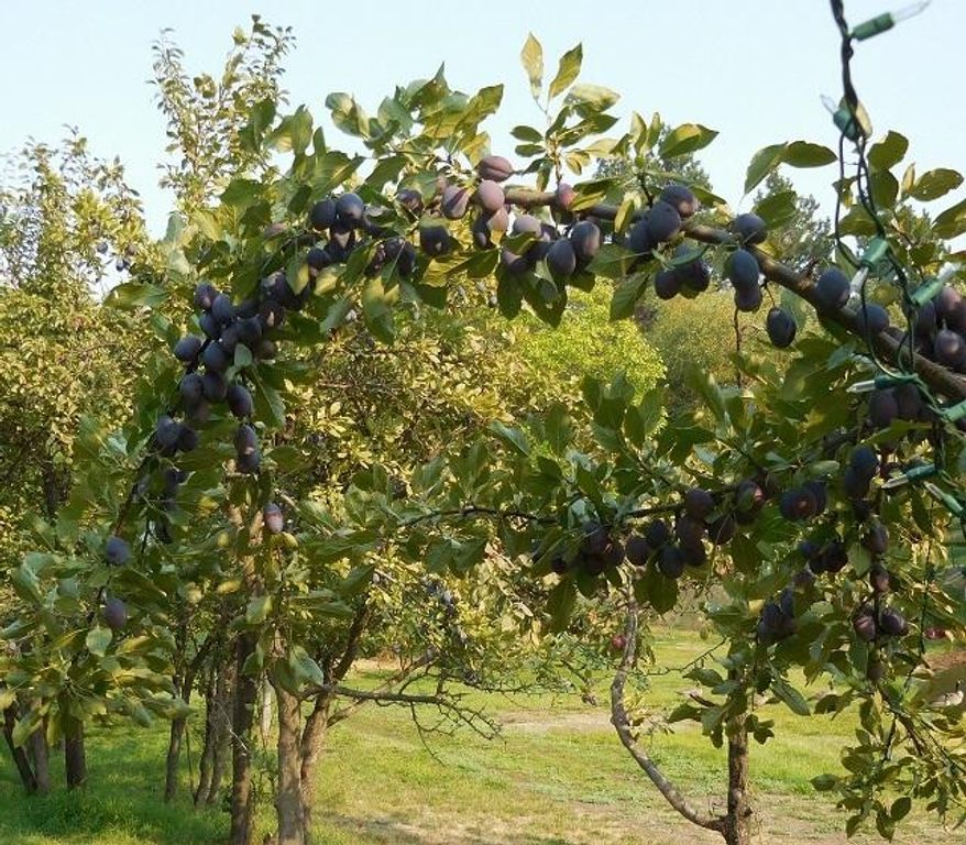 41322 Mello Cove Lane, Dayton, MT 59914 photo 60