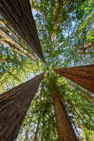 1650 Jonive Rd, Sebastopol, CA 95472