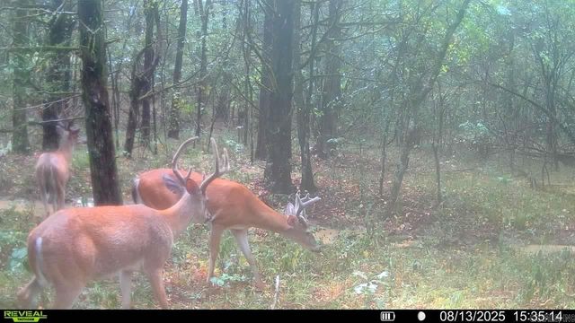 60 Barbara's Trail, Hattieville, AR 72063