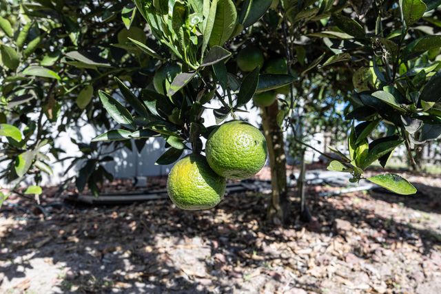 983 NW St Thomas Church Road, Madison, FL 32340