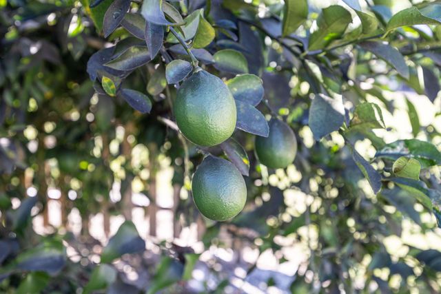 983 NW St Thomas Church Road, Madison, FL 32340