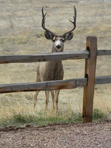 421 Terrace Trail, La Veta, CO 81055