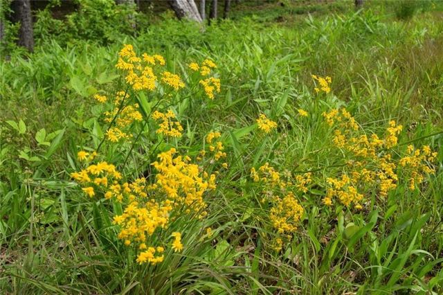 Lot 28 High Summit Drive, Talking Rock, GA 30175