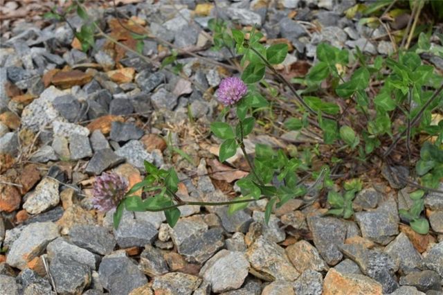 Lot 28 High Summit Drive, Talking Rock, GA 30175