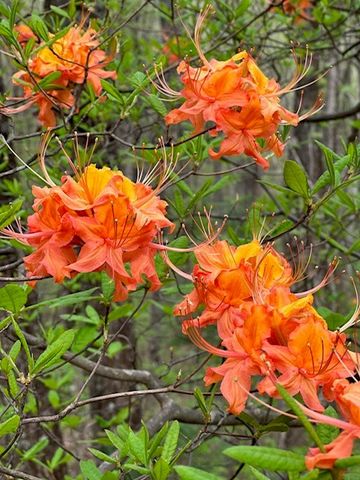 Lot 11 Creek Camp Road, Ellijay, GA 30536