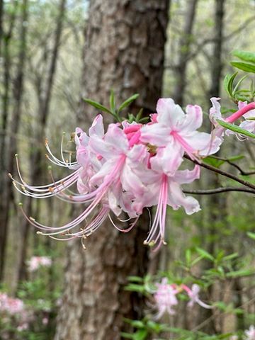 Lot 11 Creek Camp Road, Ellijay, GA 30536