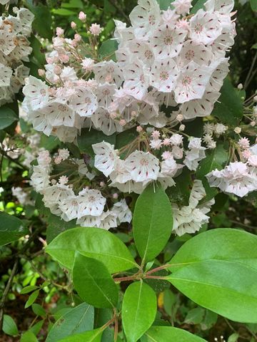 Lot 11 Creek Camp Road, Ellijay, GA 30536