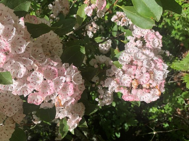 Lot 11 Creek Camp Road, Ellijay, GA 30536