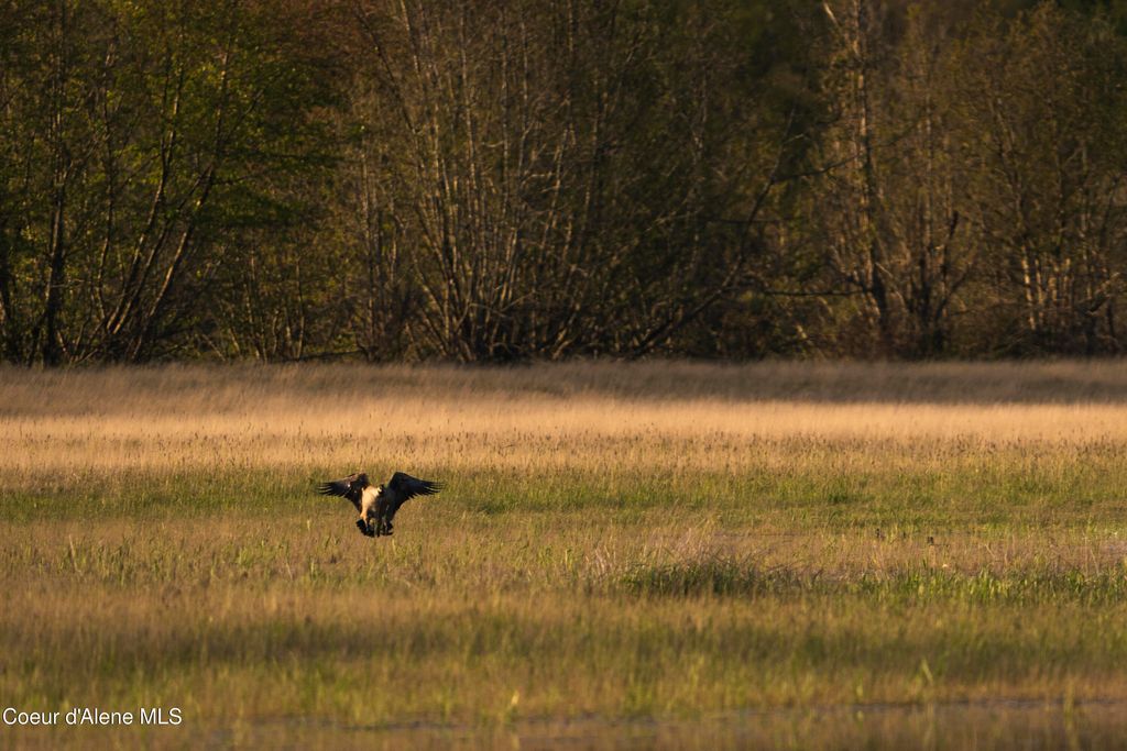 26175 State Hwy 3, Cataldo, ID 83810 photo 26