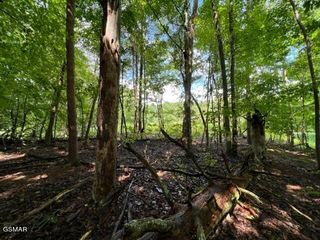 lot 20 Hazelwood Court, Baneberry, TN 37890