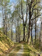 1414 Easy Wind Drive 56, Swannanoa, NC 28778