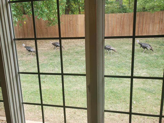 1750 W Bennett Street 4b, Springfield, MO 65807