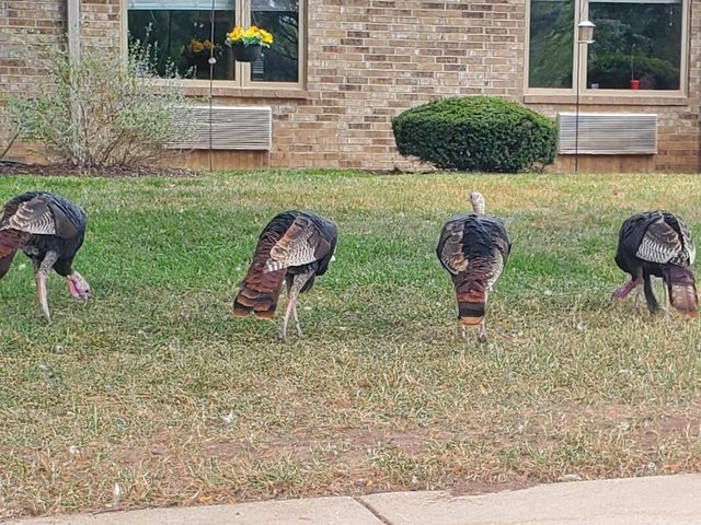 1750 W Bennett Street 4b, Springfield, MO 65807