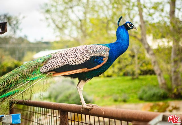 5949 Bonsall Drive, Malibu, CA 90265