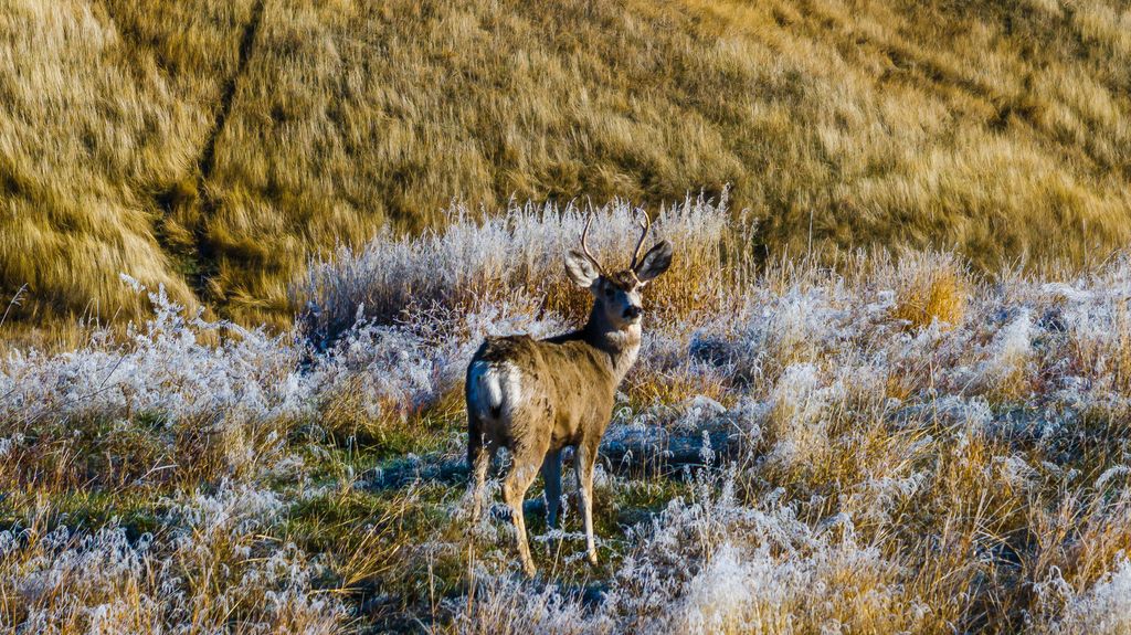 99 East Lane Lane, Sheridan, WY 82801 photo 23
