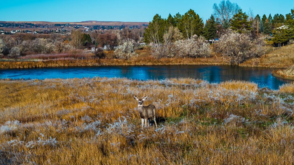 99 East Lane Lane, Sheridan, WY 82801 photo 7