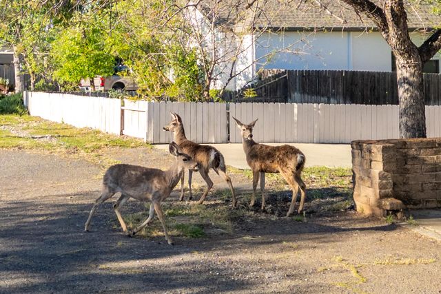 19998 Indian Tom Drive, Cottonwood, CA 96022