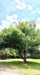 W VINING STREET, Winter Garden, FL 34787
