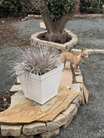 2300 E Valley PKWY 109, Escondido, CA 92027