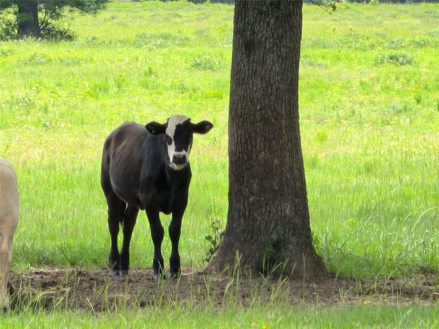 0 Fm 1280, Lovelady, TX 75851