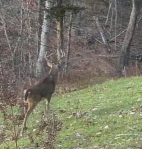 1590 Red Rock Road, Galena, MO 65656