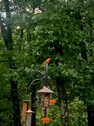 1590 Red Rock Road, Galena, MO 65656