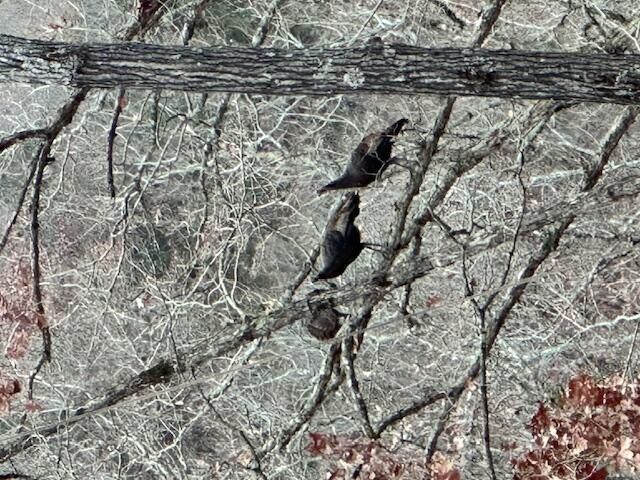 1590 Red Rock Road, Galena, MO 65656