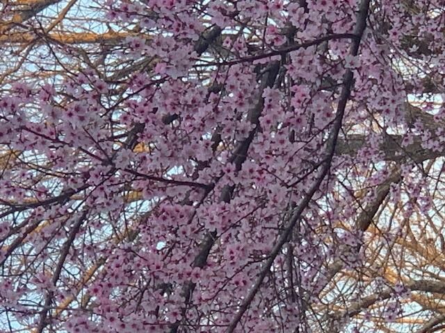 1590 Red Rock Road, Galena, MO 65656