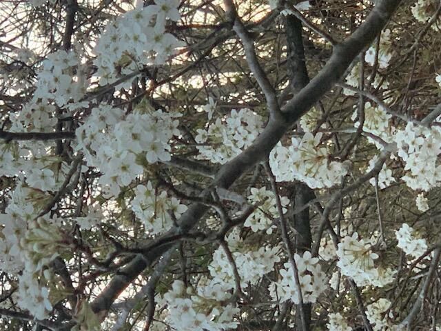 1590 Red Rock Road, Galena, MO 65656