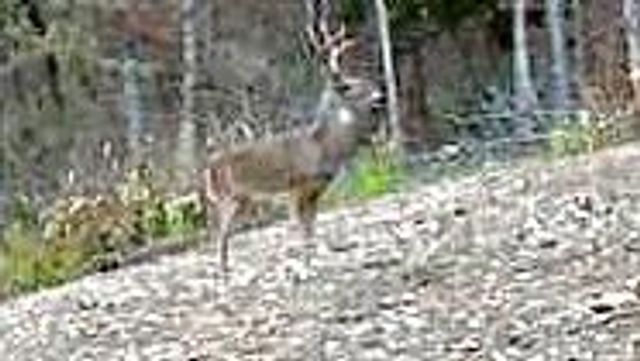 1590 Red Rock Road, Galena, MO 65656