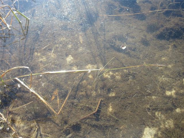 17051 SE 61ST PLACE, Ocklawaha, FL 32179