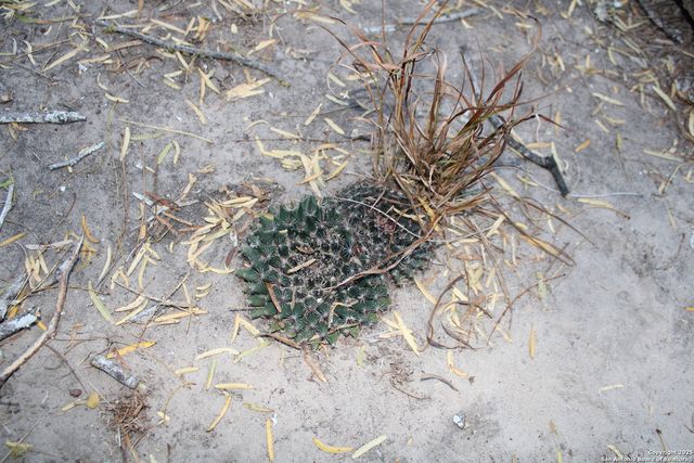 0000 County Road 339, Jourdanton, TX 78026