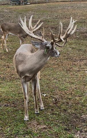 2489 Fm 256 S, Woodville, TX 75979